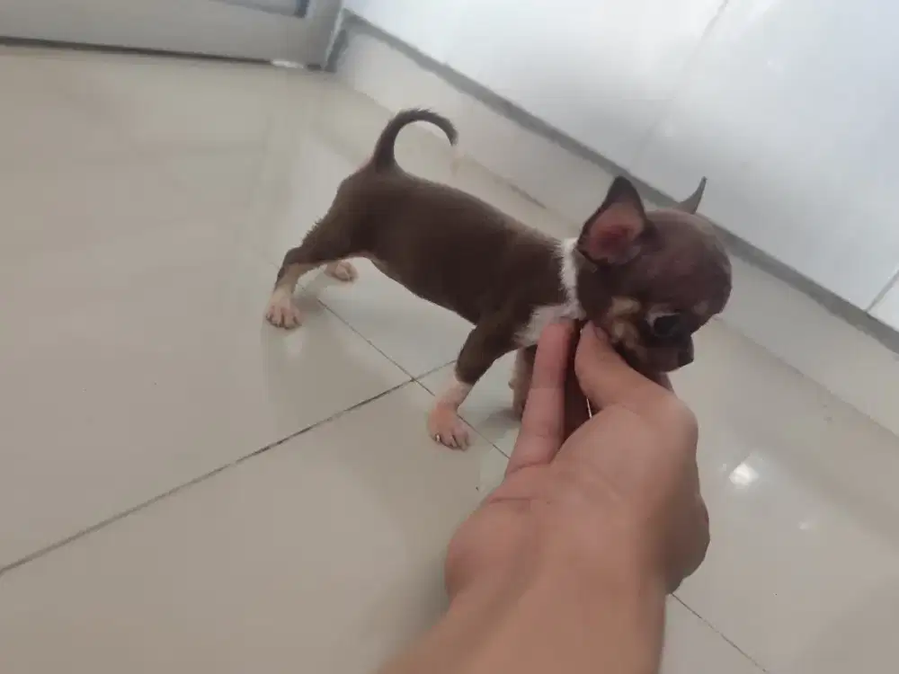 Chihuahua stambum betina