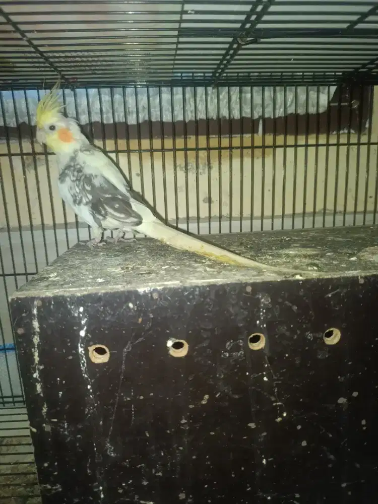 falk siapan sepasang