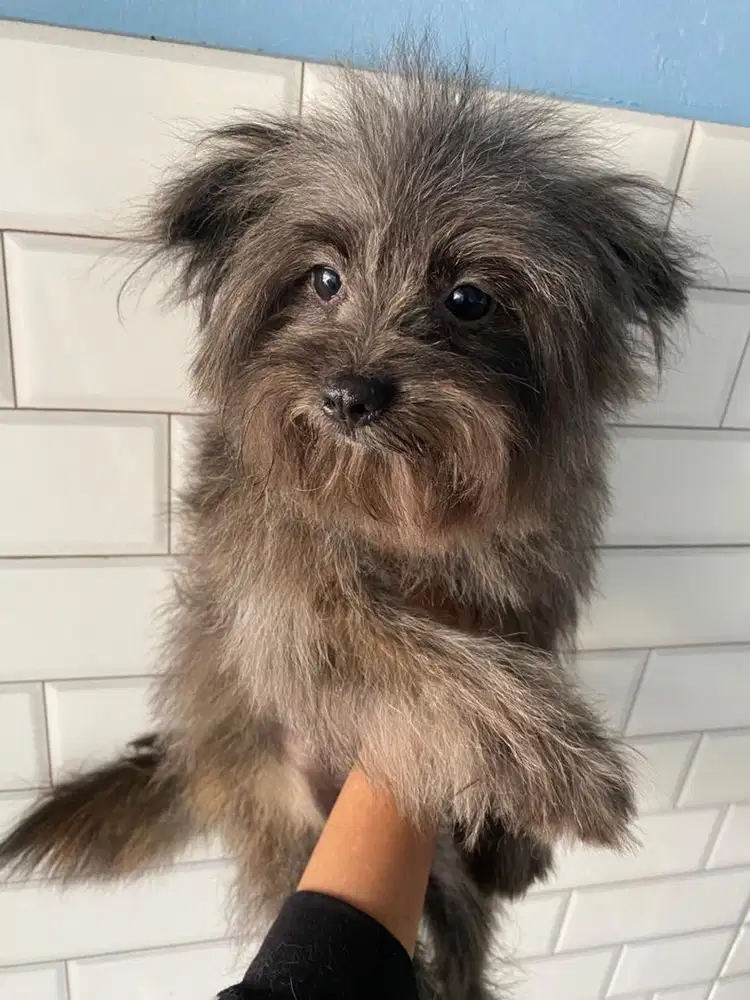 Poodle mix pom 5 bulan