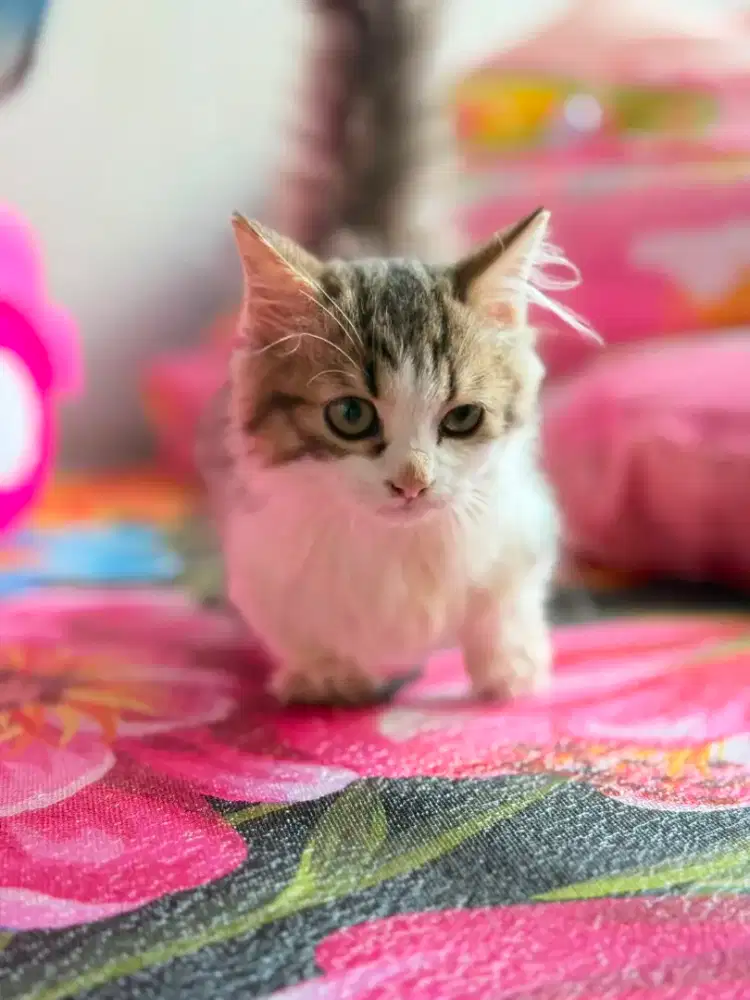 Munchkin longhair