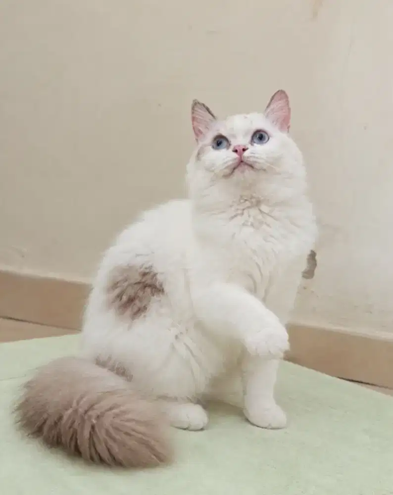 Ragdoll betina cantik 12 bulan