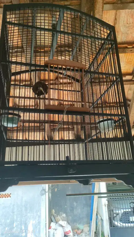 Burung kutilang jinak Gacor nggaruda