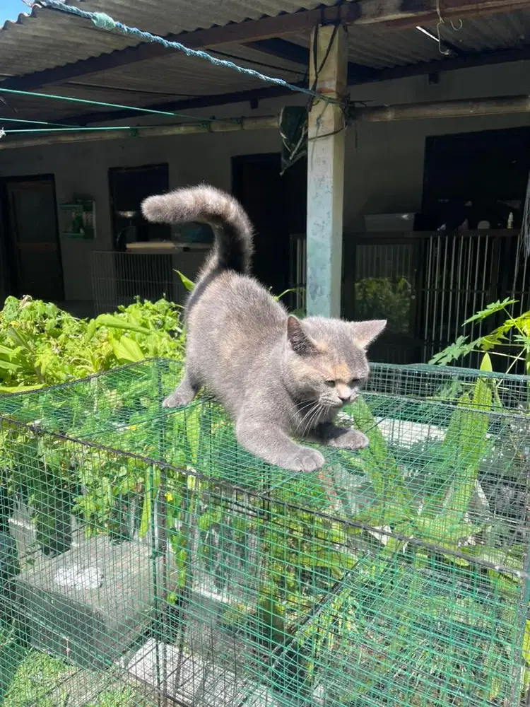 Bsh female tortie
