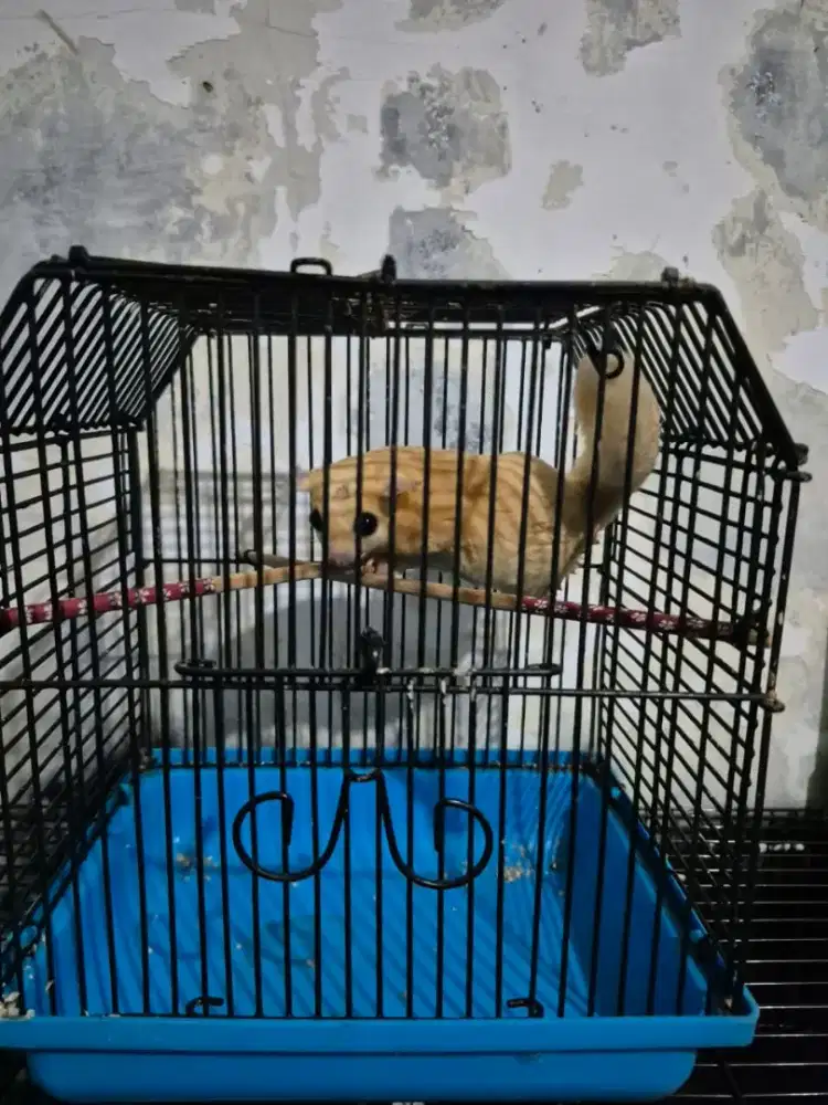 Sugar Glider LEUCISTIC Jantan Dewasa