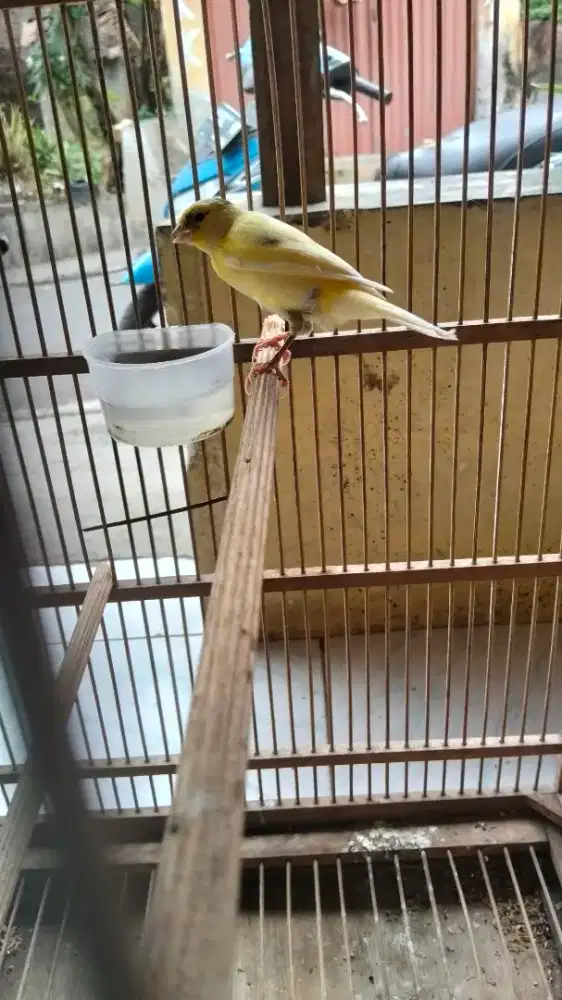 Kenari betina siapa