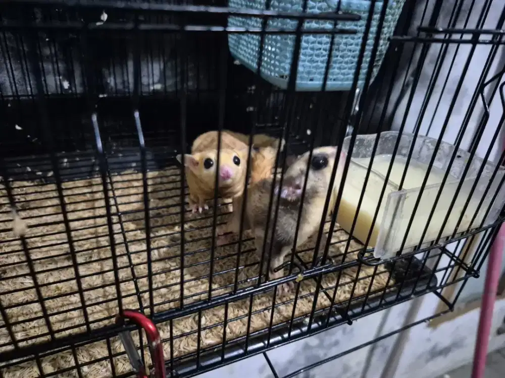 Sugar Glider Pasangan + Anak