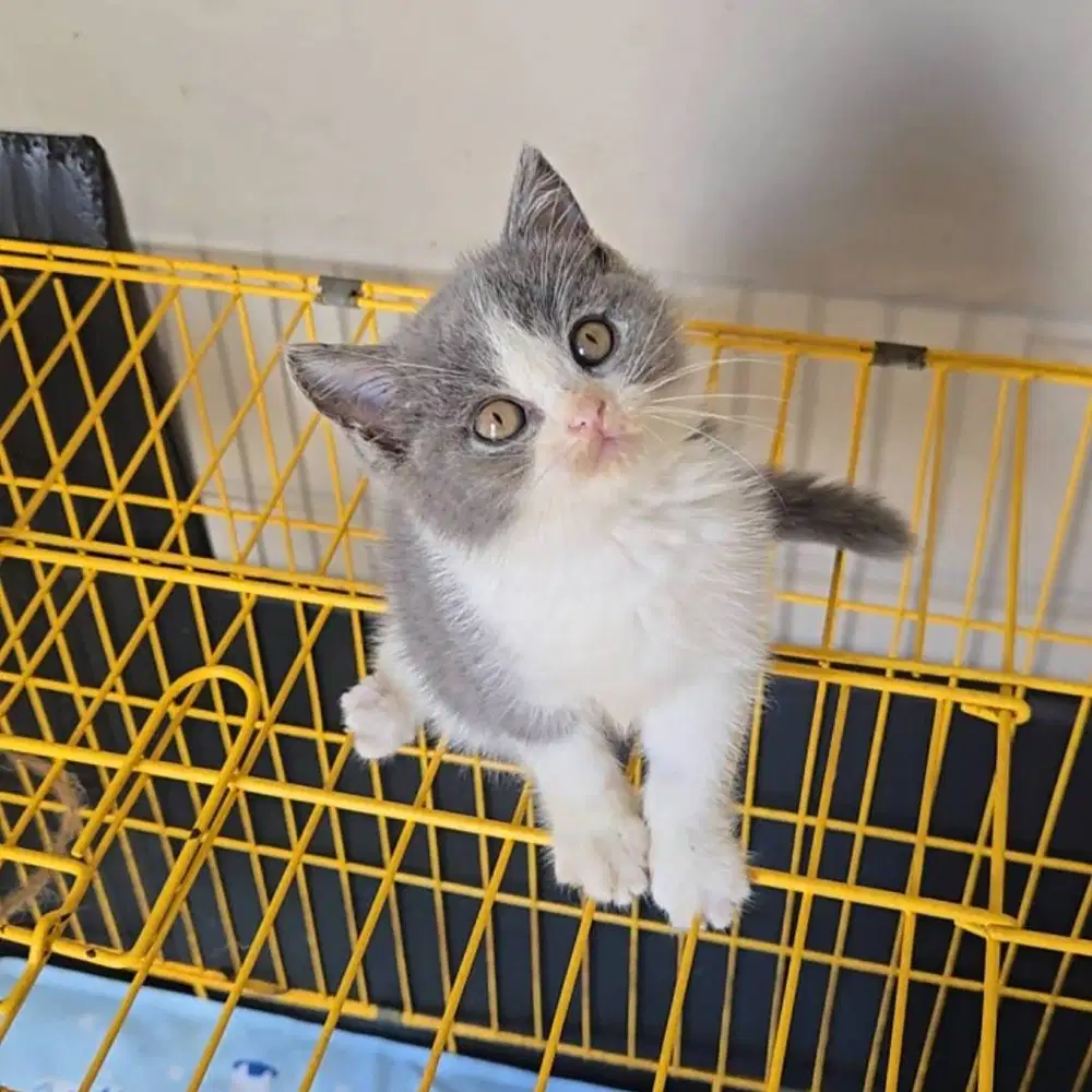Kitten BSH Betina / British Shorthair