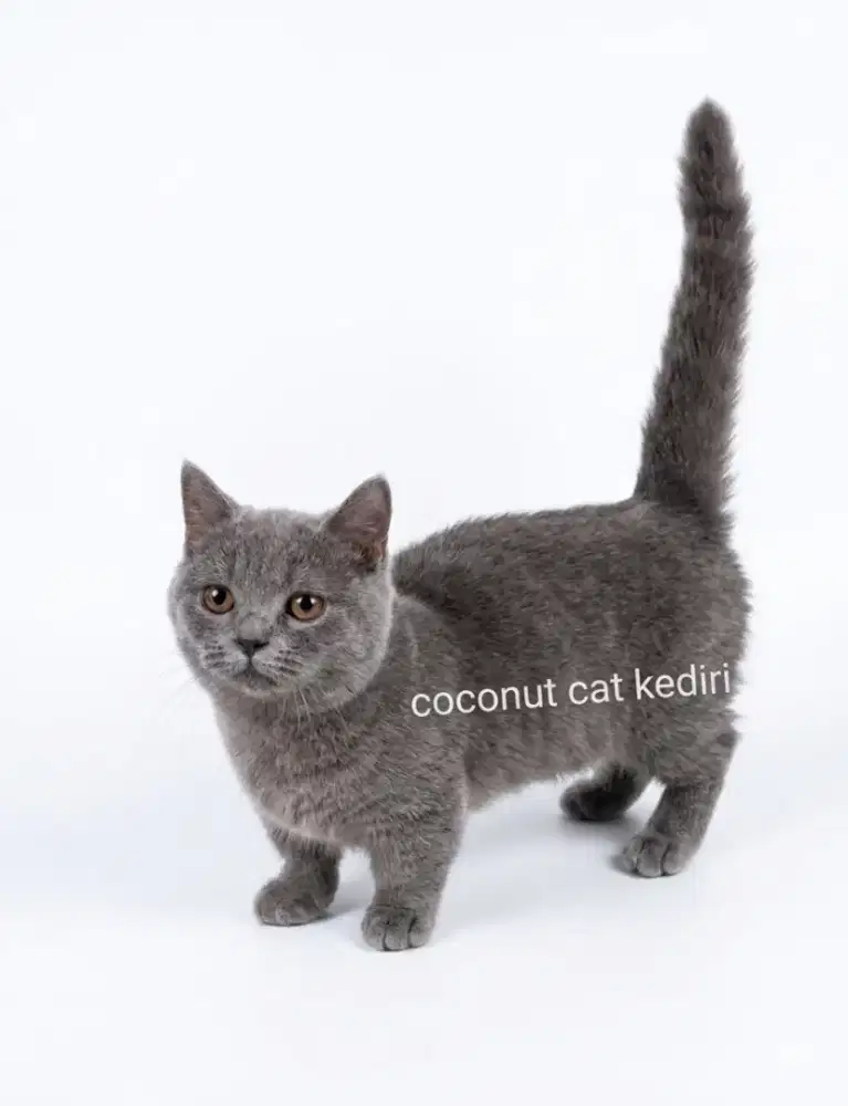 Lepas adopsi kucing Munchkin bsh betina usia 7 bulan