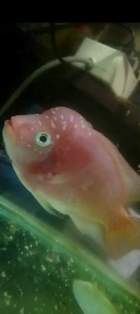 Ikan louhan golden Base