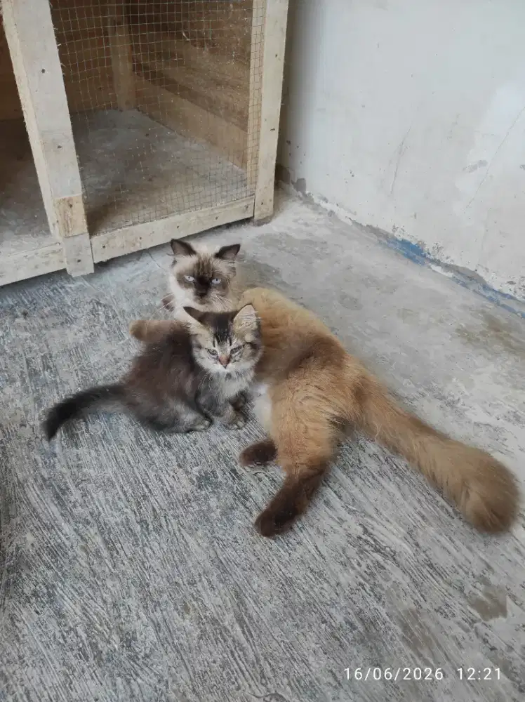 Kucing Himalaya