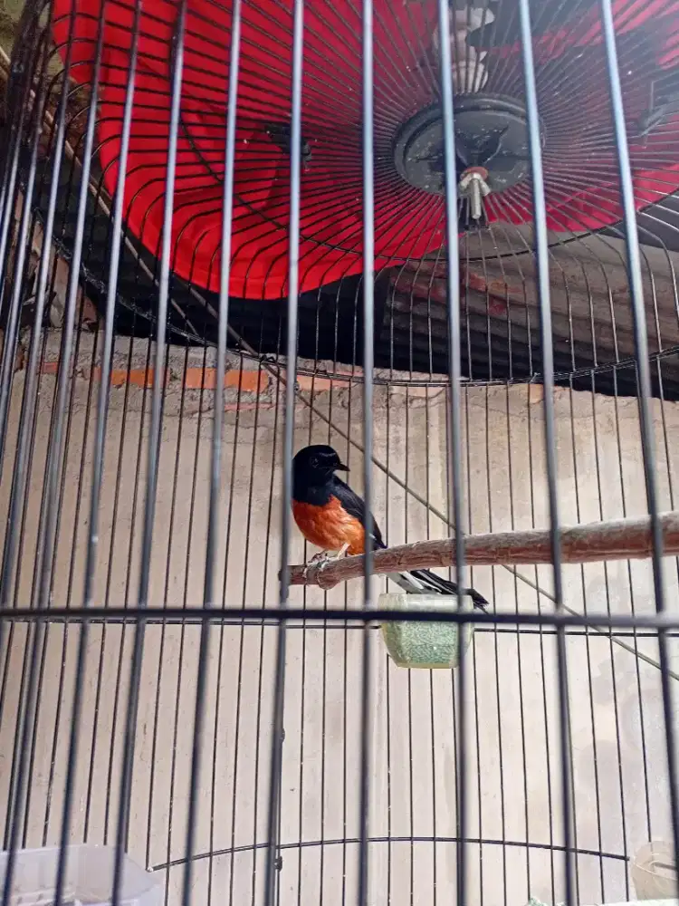 Di jual burung murai batu