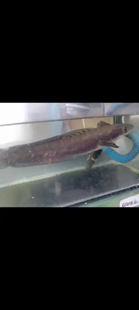 Ikan chana Maru Ys