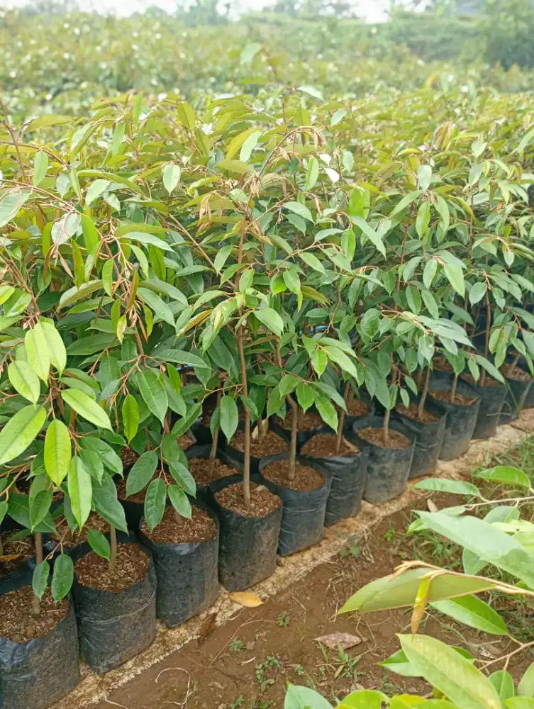 Bibit durian semua jenis
