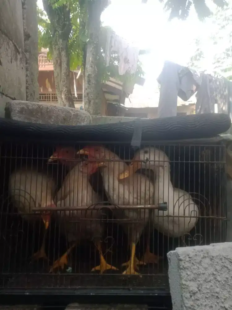 AYAM BEBEK USIA 7 BULAN