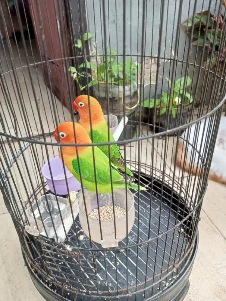 Biola green cling jinak jantan 250 per ekor