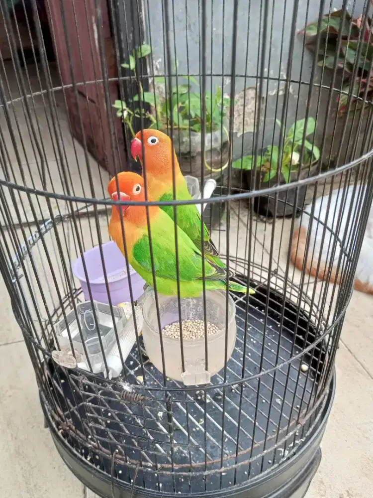 Lovebird Biola green cling agak jinak jantan 250 per ekor
