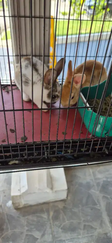2 ekor kelinci rex