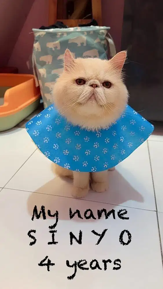 Peaknose cream Jantan