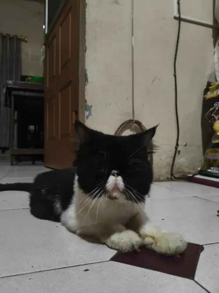 Pacak kucing peaknose