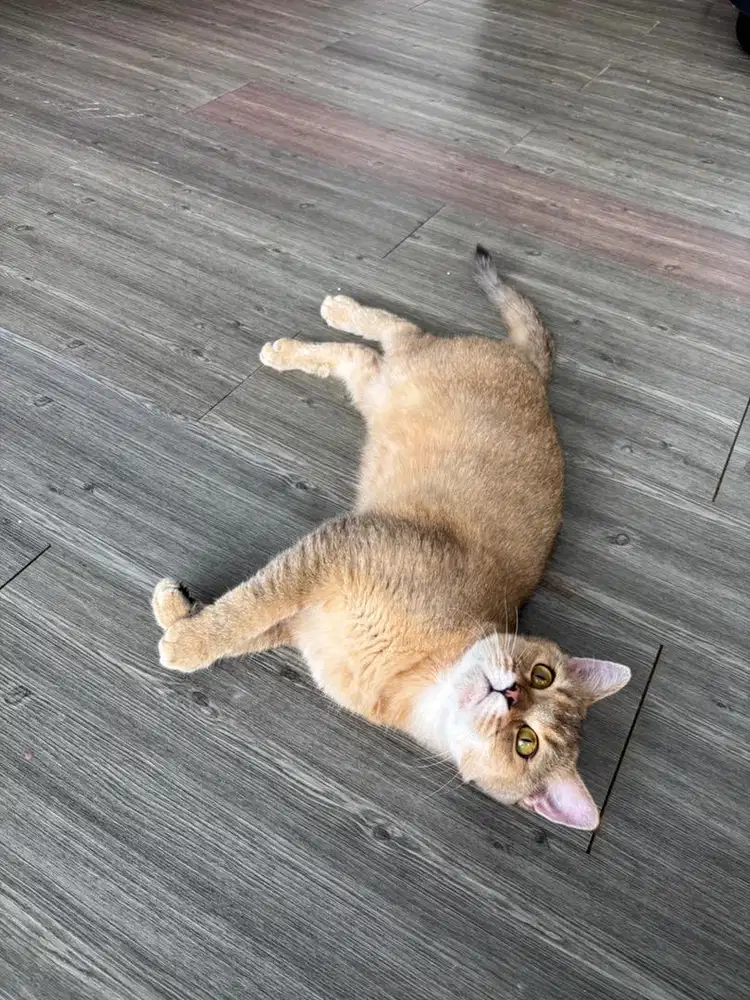 BRITISH SHORT HAIR GOLDEN
