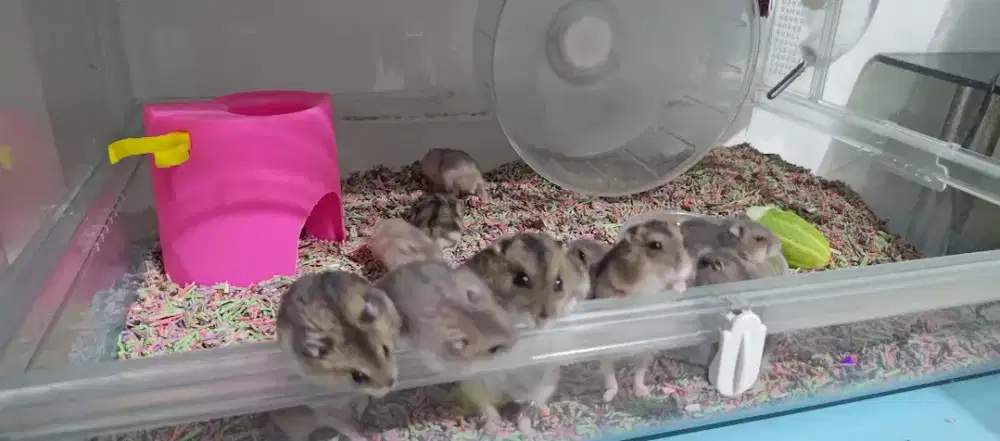 Hamster winter tiger dan shapire