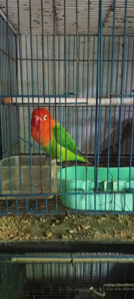 Biola green cling 8 bulanan prediksi betina