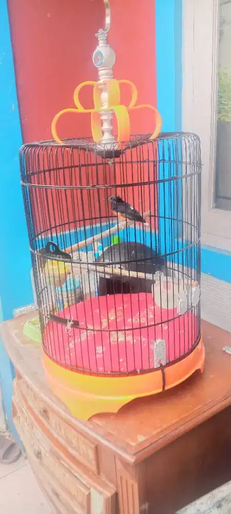 Jual murai batu