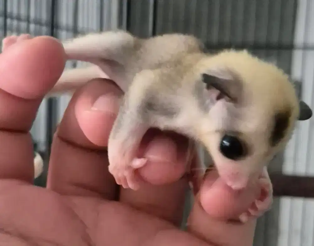 Sugar Glider Jantan Low Mozaic