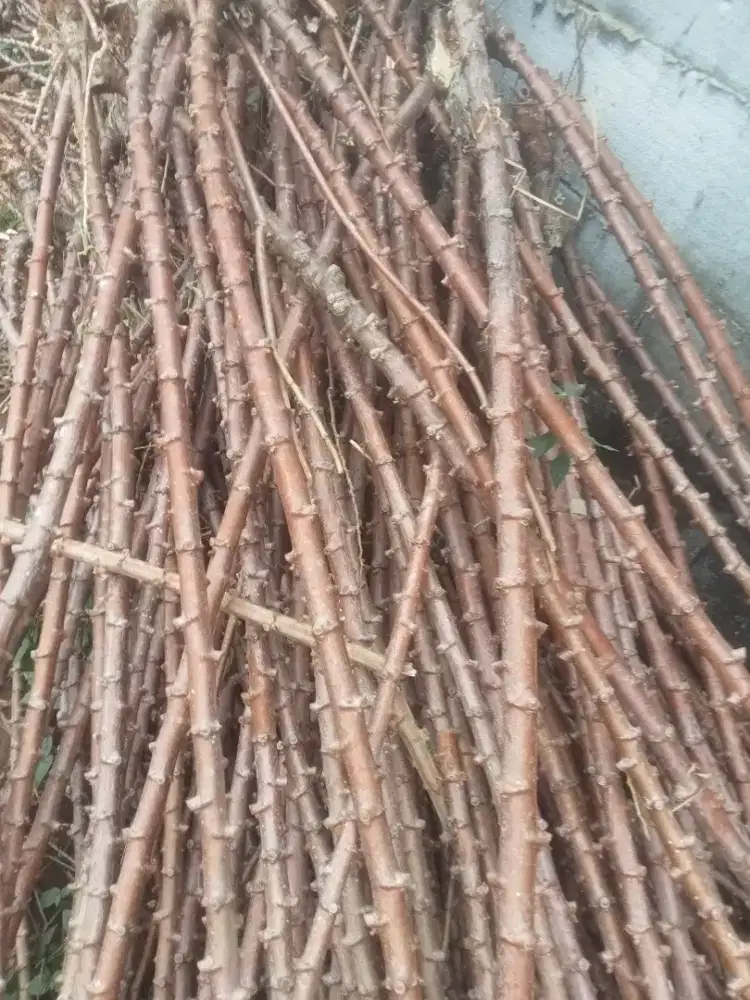 Jual batang kayu singkong