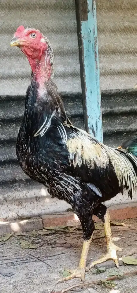 Ayam aduan Bangkok