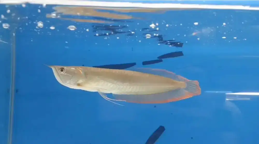 Arwana ukuran 25cm