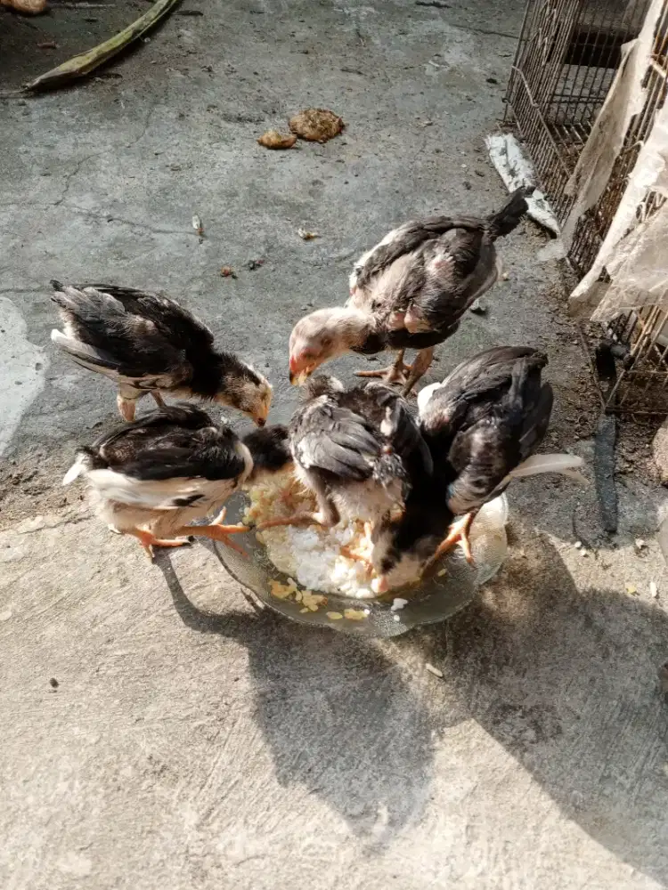 Doc atau anak ayam Bangkok