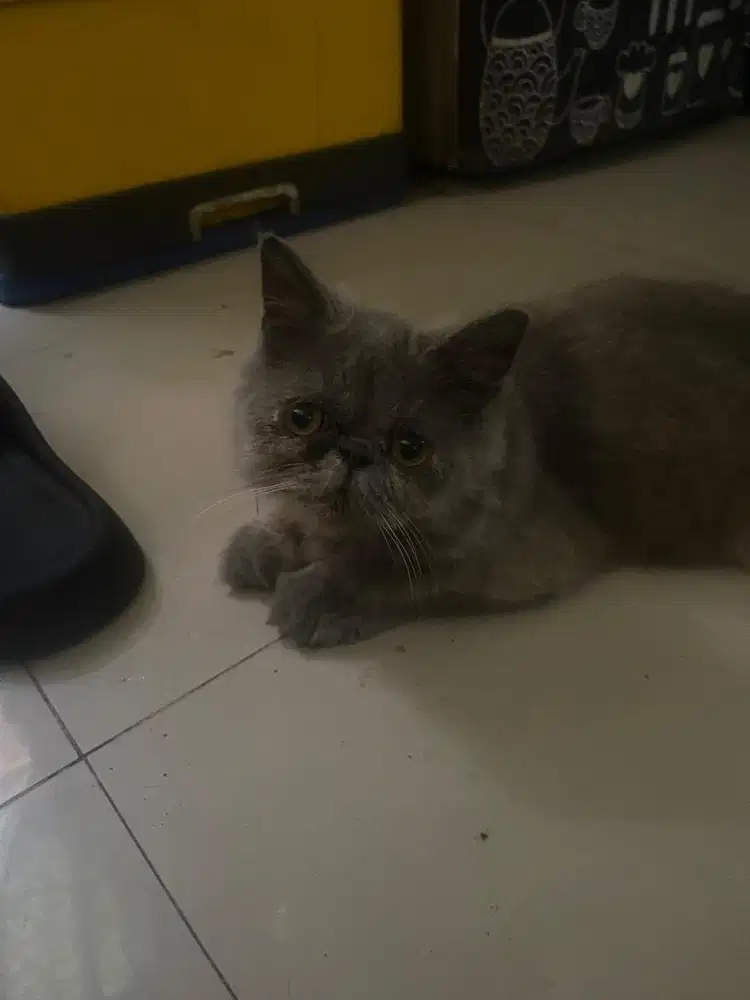 Kucing persia kondisi sehat dan terawat