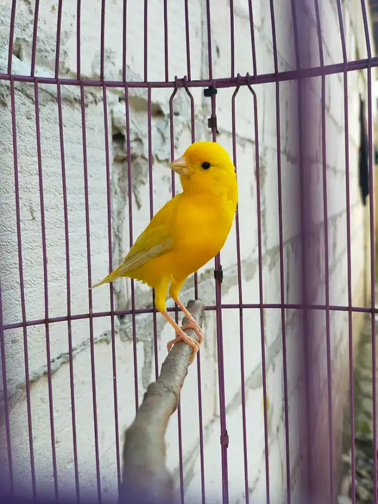 Burung kenari jantan muda stabilo gacor