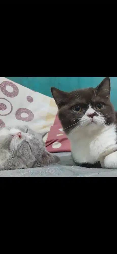 BSH Bicolor Coco