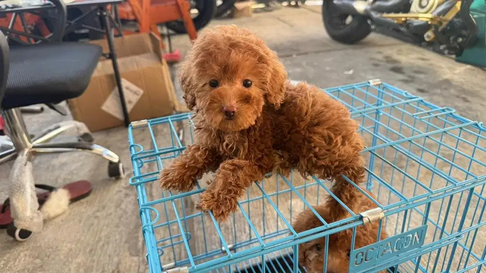 Poodle betina red