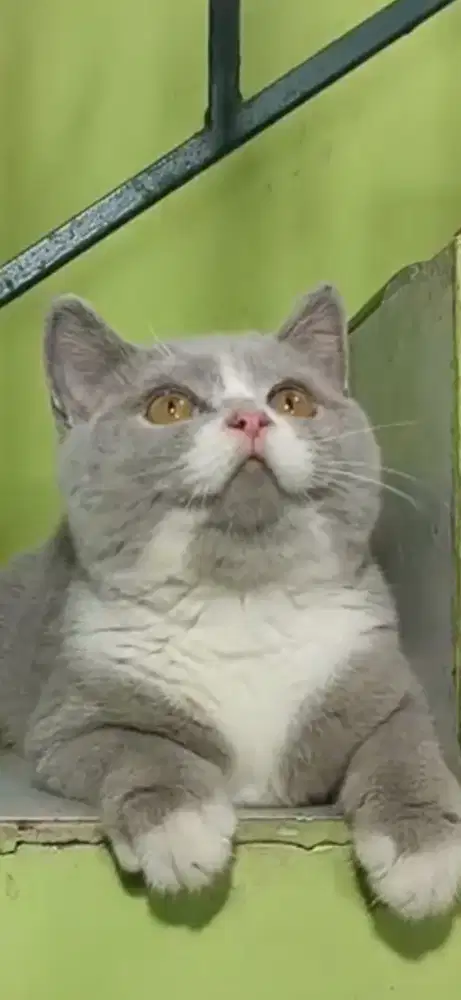 BSH Bicolor LILAC