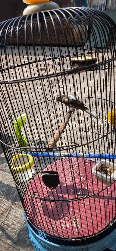 burung kenari loper panda paud terpantau riwik