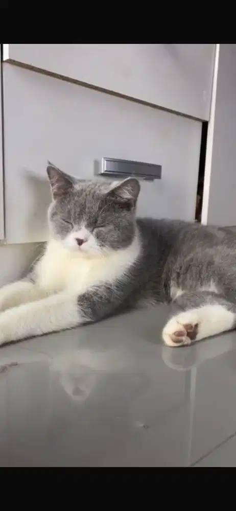 BSH Bicolor blue Betina