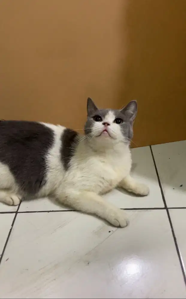 BSH bicolor blue