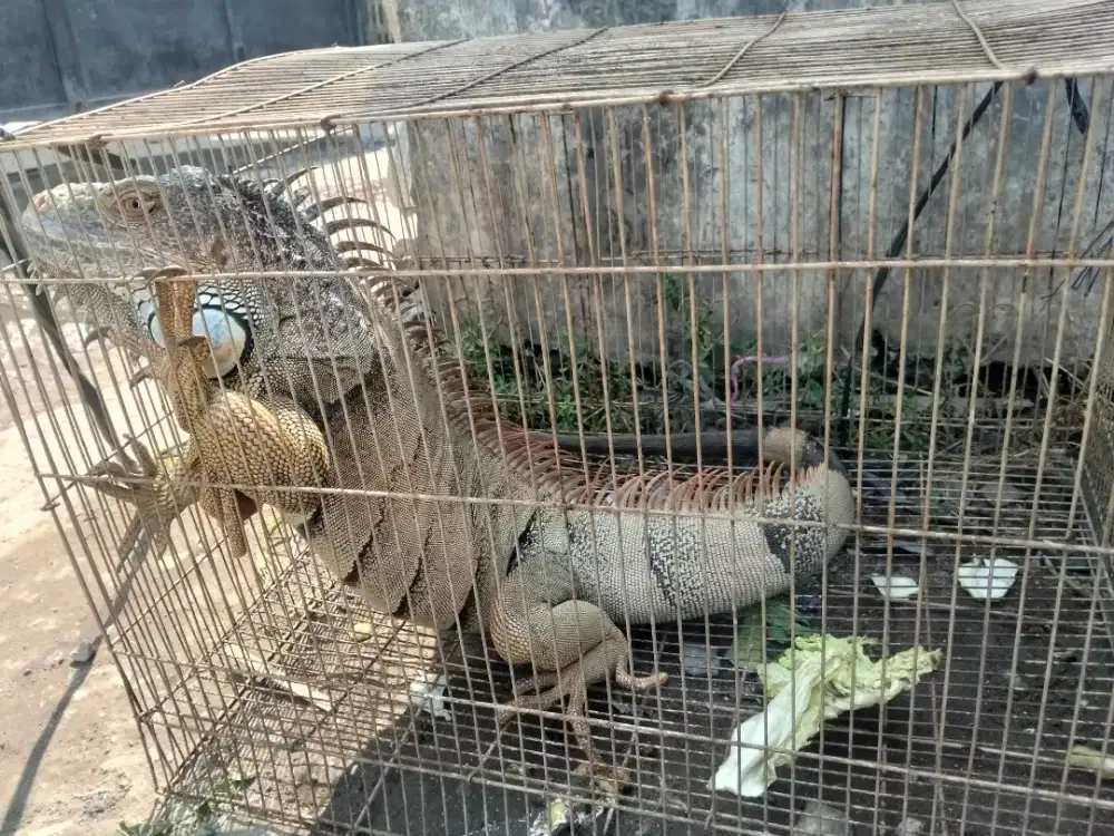 Iguana 1 meter an