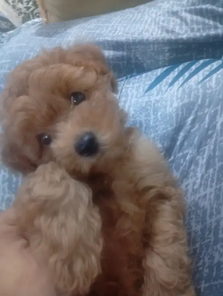 Puppy anjing Poodle asli Jantan dan Betina sehat lincah bulu lembut