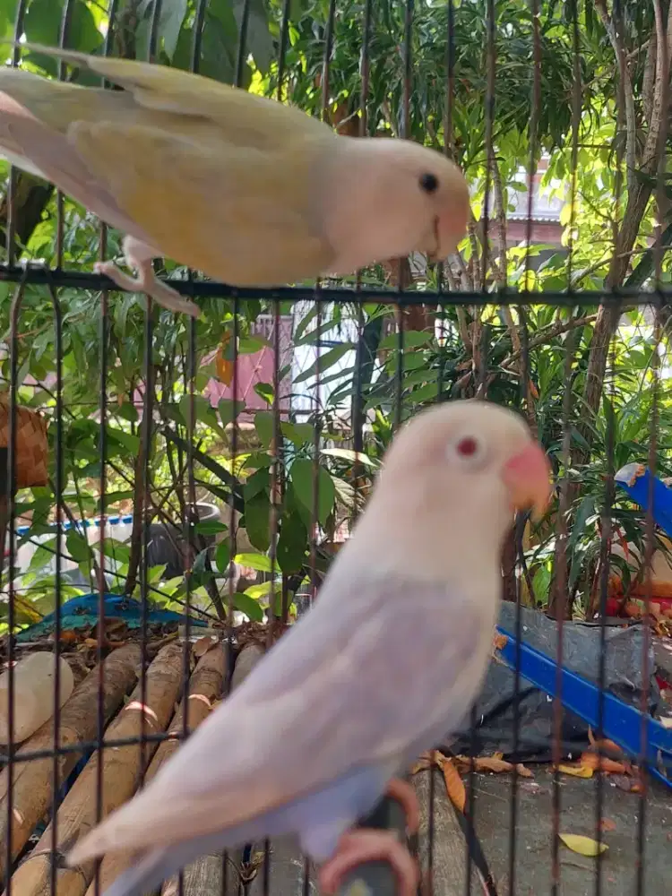 Lovebird sepasang PF BIO