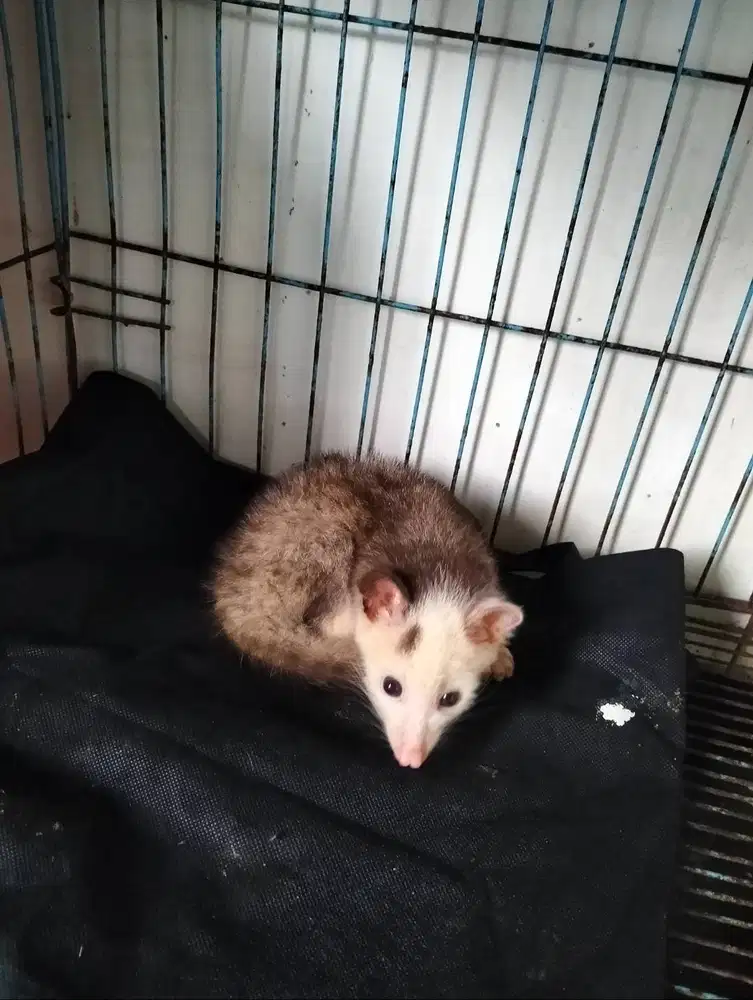 Musang mozaik betina jinak