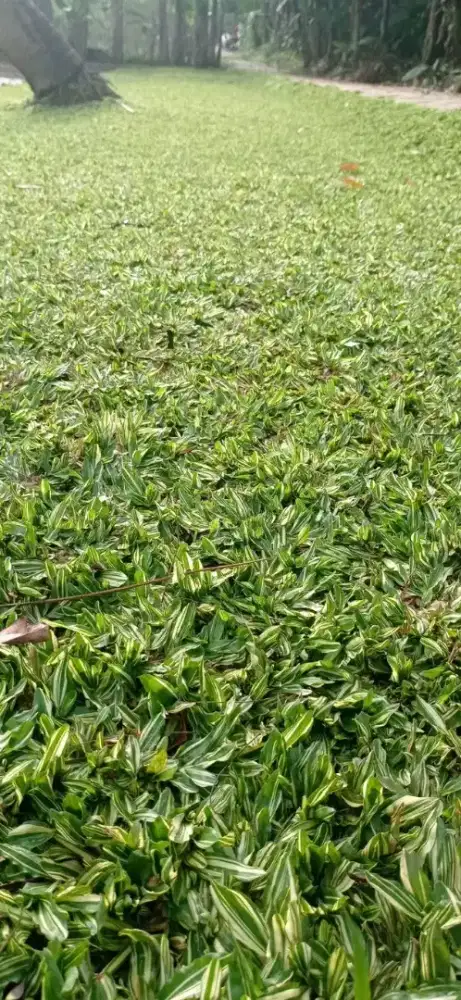 Jual rumput hias varigata