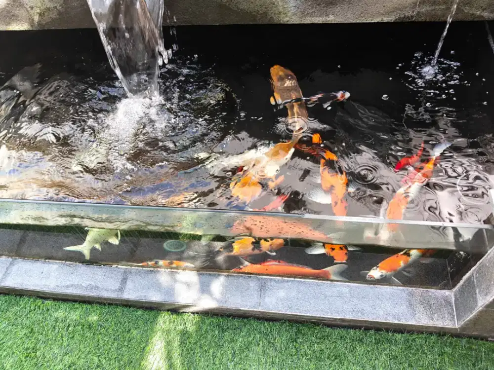 Jual ikan koi dan hiasa Karena mau pindahan rumah
