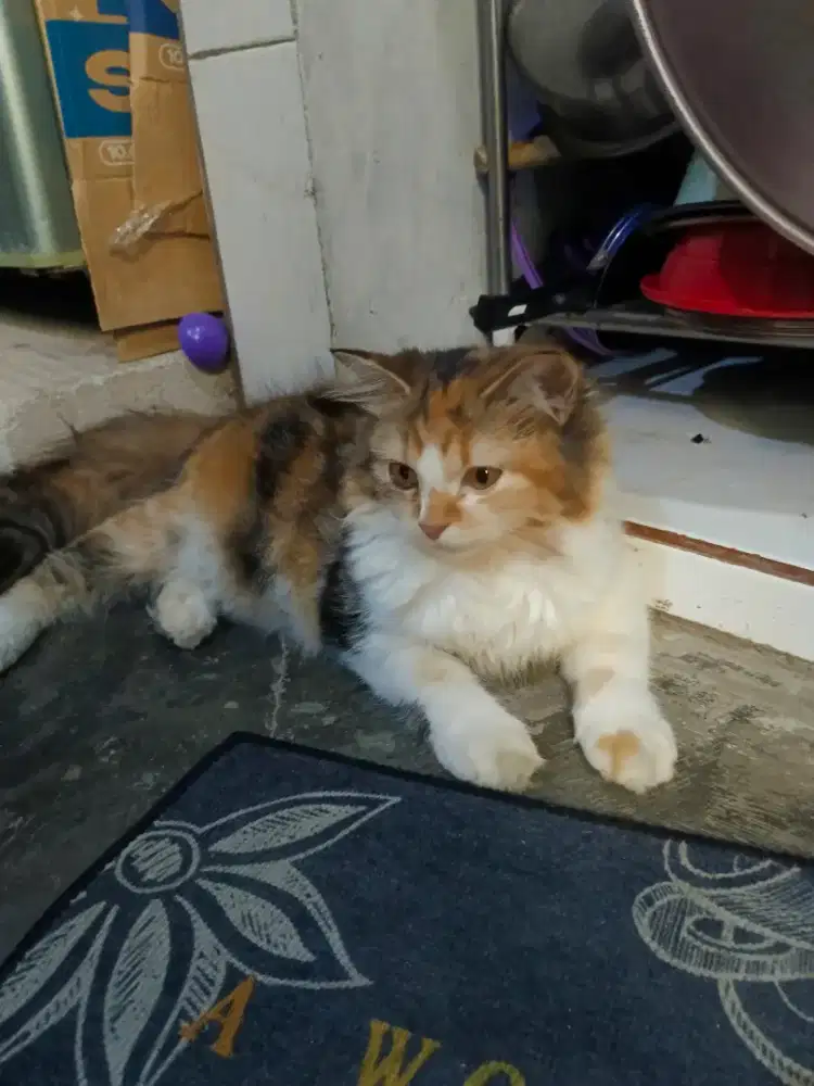 Kucing anggora remaja