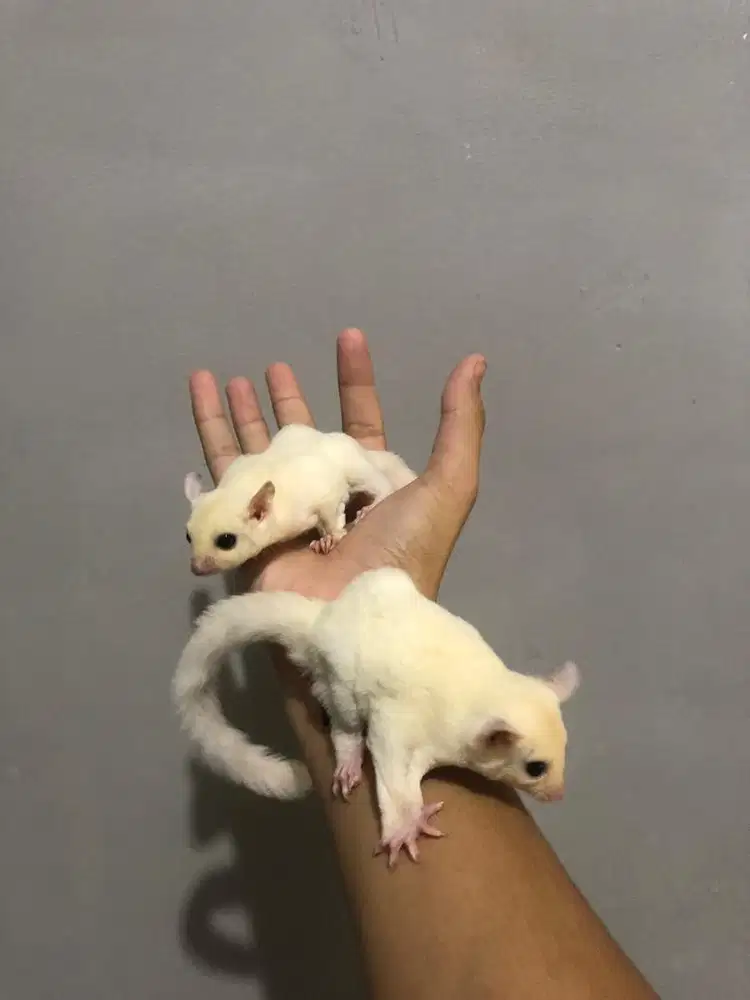 sugar glider joey