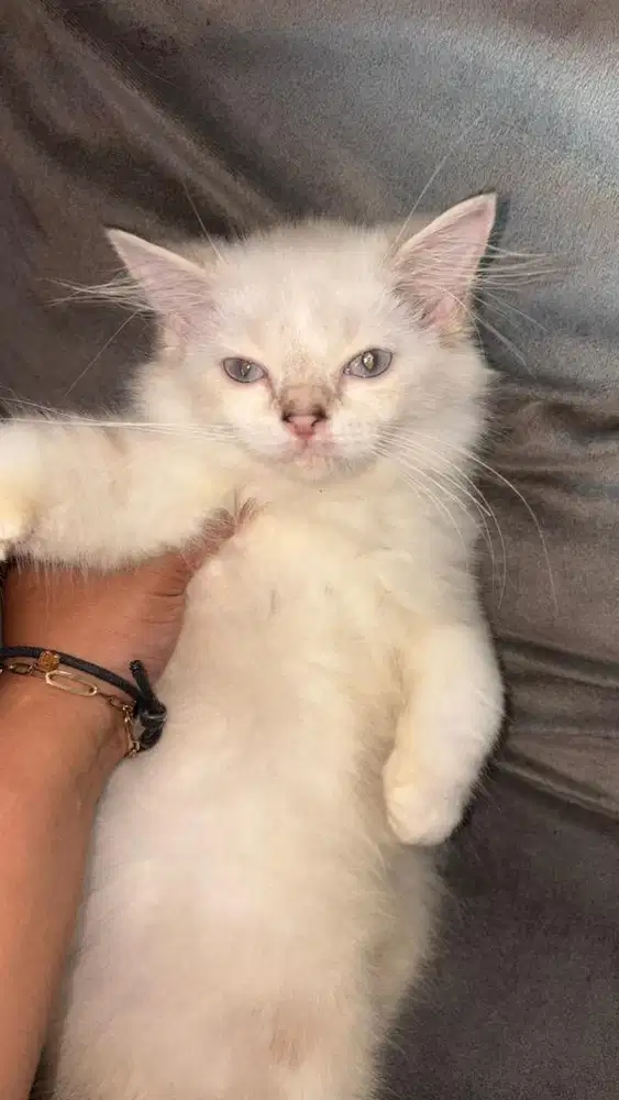 kucing kitten 3 bulan jantan persia mix himalaya
