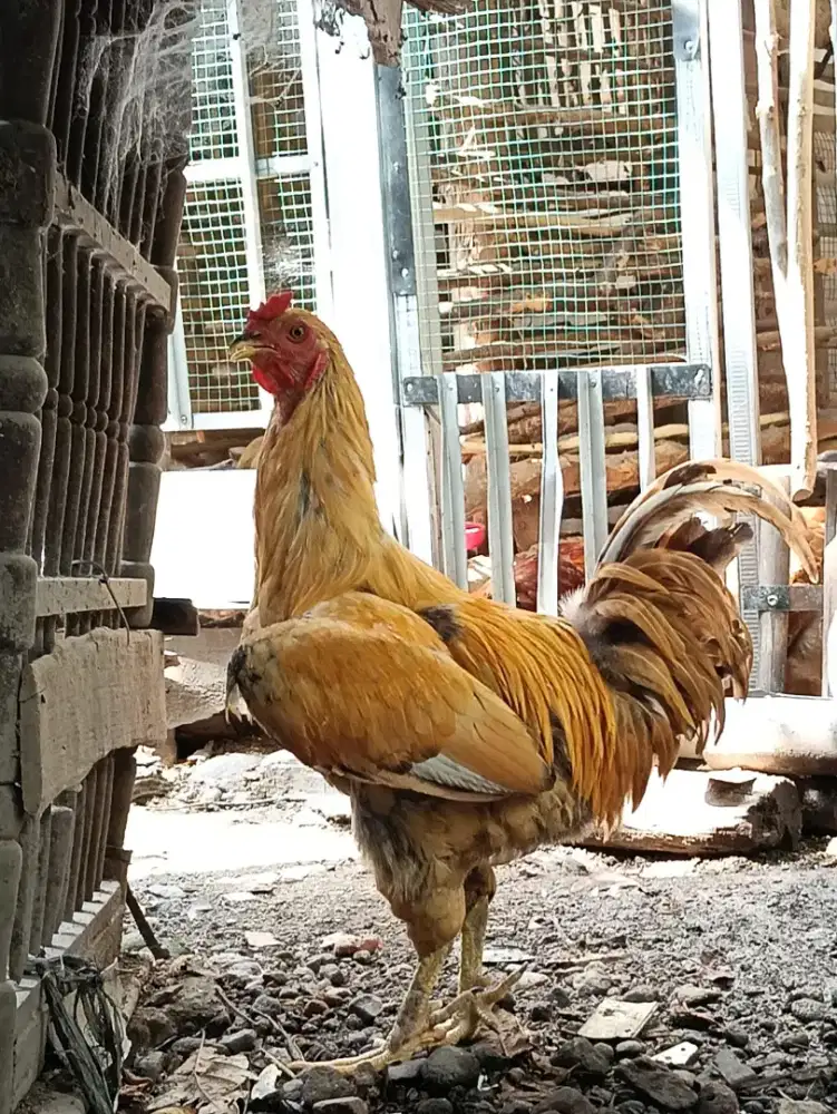 Ayam Hias Brahma - Silkie